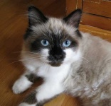image of animal