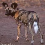 image of animal