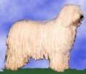 image of komondor