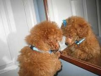 image of miniature_poodle