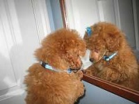 image of miniature_poodle #16