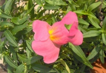 image of flower