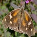 image of animal