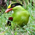 image of bird
