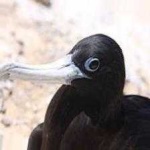 image of bird
