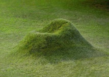 image of grass