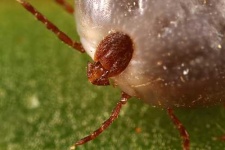 image of tick