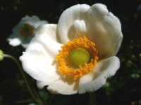 image of flower