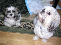 image of shih_tzu