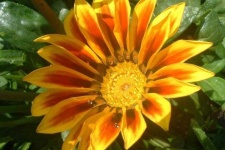 image of flower