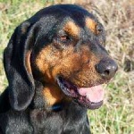 image of black_and_tan_coonhound #6