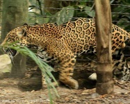 image of jaguar_car