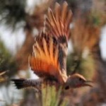 image of bird