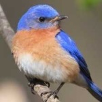 image of bird
