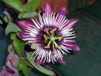 image of passion_flower #31