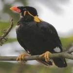 image of enggano_myna #0