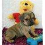 image of otterhound