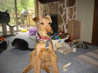 image of airedale