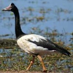 image of bird