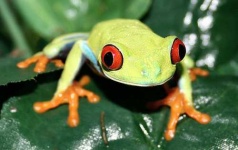 image of tree_frog #25