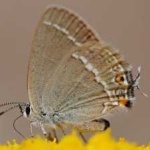 image of animal