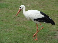 image of stork