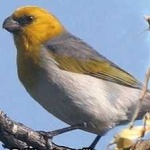 image of bird