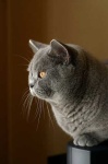 image of animal