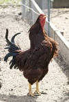 image of animal