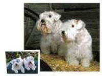 image of sealyham_terrier #21