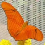image of animal