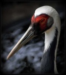 image of crane