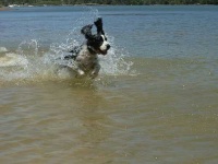 image of english_springer