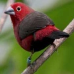 image of african_firefinch #0