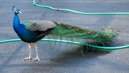 image of peacock