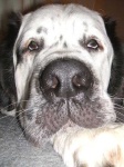 image of saint_bernard