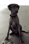 image of rhodesian_ridgeback