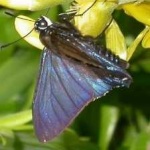 image of animal