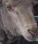 image of animal