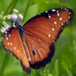 image of animal