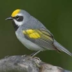image of bird