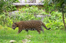 image of jaguar_car
