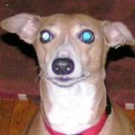 image of animal