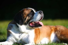 image of saint_bernard