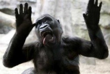 image of titi
