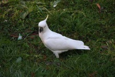 image of sulphur_crested_cockatoo