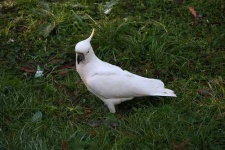 image of sulphur_crested_cockatoo #17