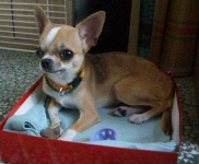 image of chihuahua