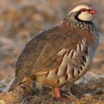 image of bird