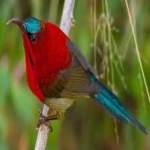 image of bird